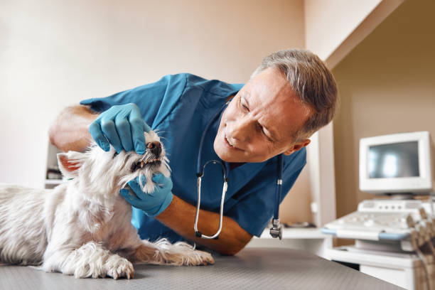 Best Urgent Dental Care in Miles, TX